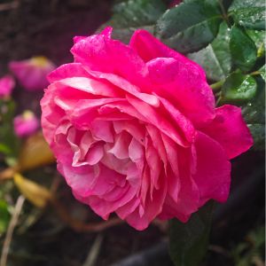 ორგანული მოვლა